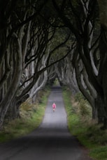a road lined with trees with a person on a bike