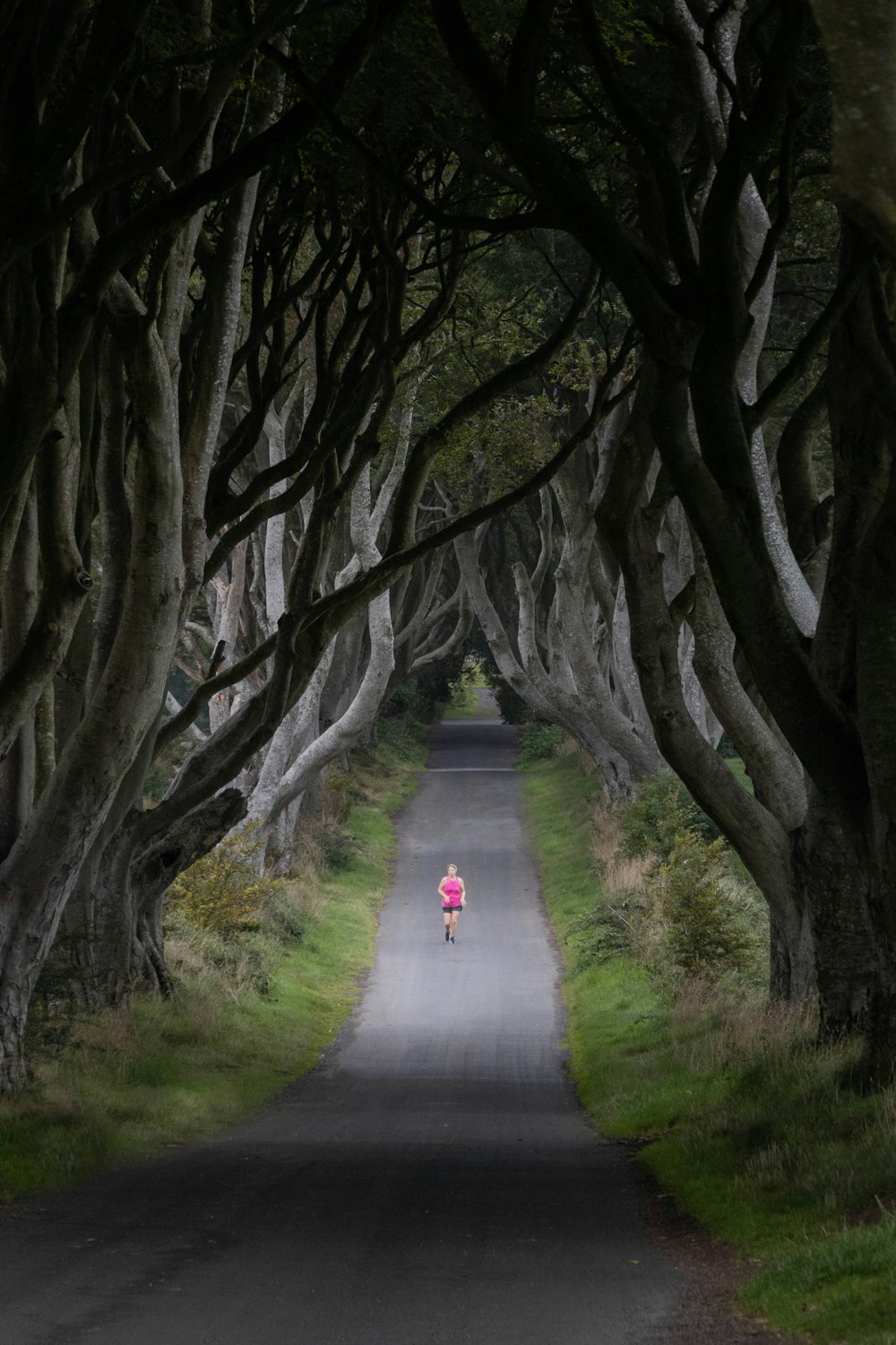 a road lined with trees with a person on a bike