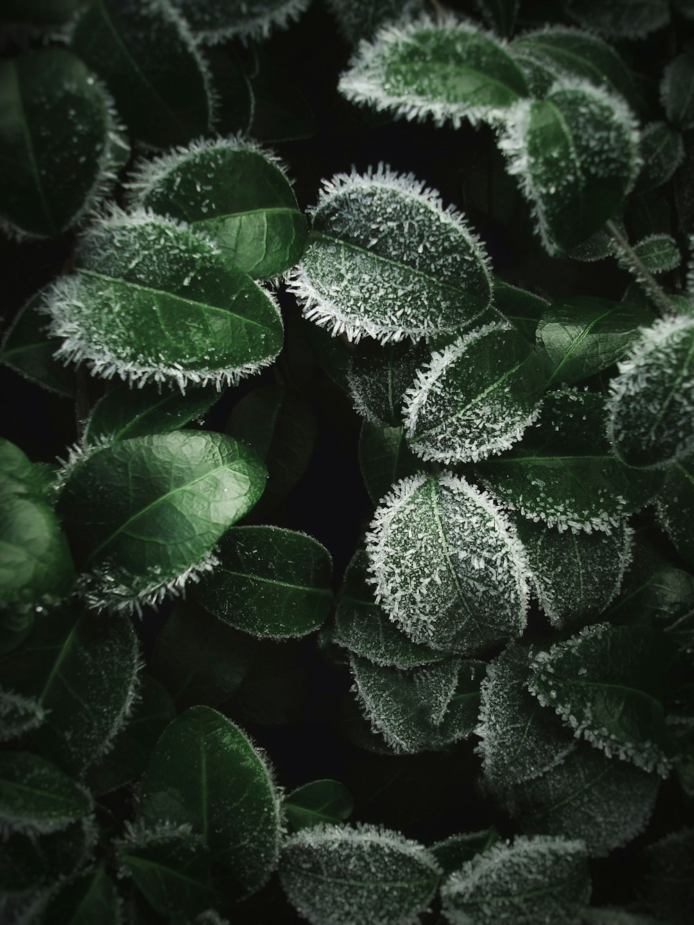 a bunch of green leaves covered in frost