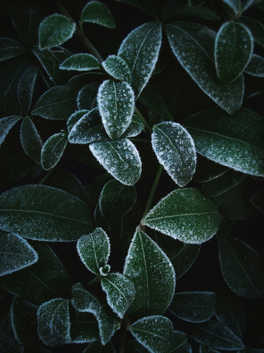 a close up of a plant with frost on it