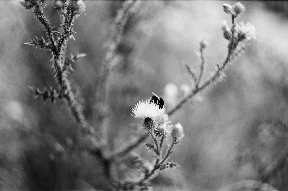 a black and white photo of a flower