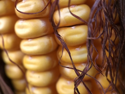 Close-up of golden American sweet corn freshly picked from the farm.
