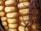 Close-up view of corn on the cob, showing its golden yellow kernels tightly packed in rows. Brown silk strands surround the corn, adding texture to the image.