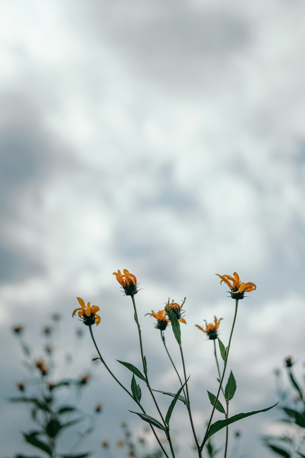 Un gruppo di fiori gialli con un cielo nuvoloso sullo sfondo