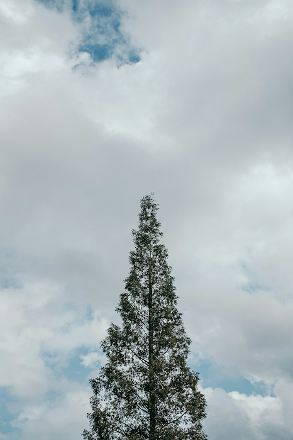 Un arbre solitaire au milieu d’un champ