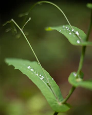 Close-up of hands gently holding fresh water droplets with a blurred background of green leaves.
