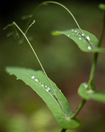 Close-up of hands gently holding fresh water droplets with a blurred background of green leaves.