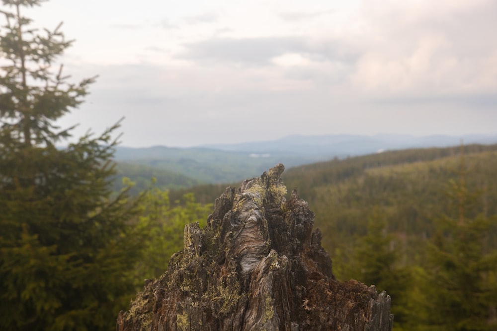 a tree stump in the middle of a forest