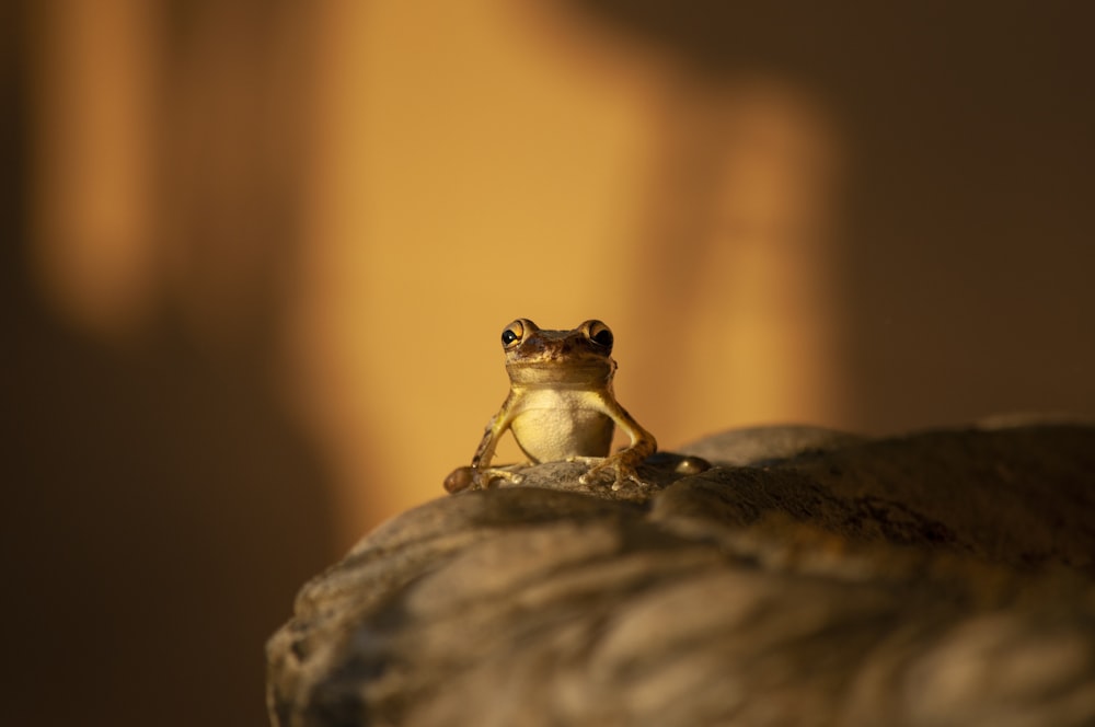 a frog sitting on top of a rock