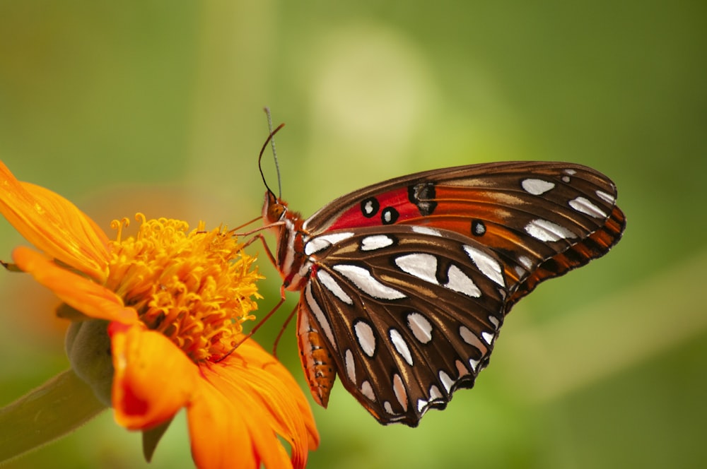 a close up of a butterfly on a flower