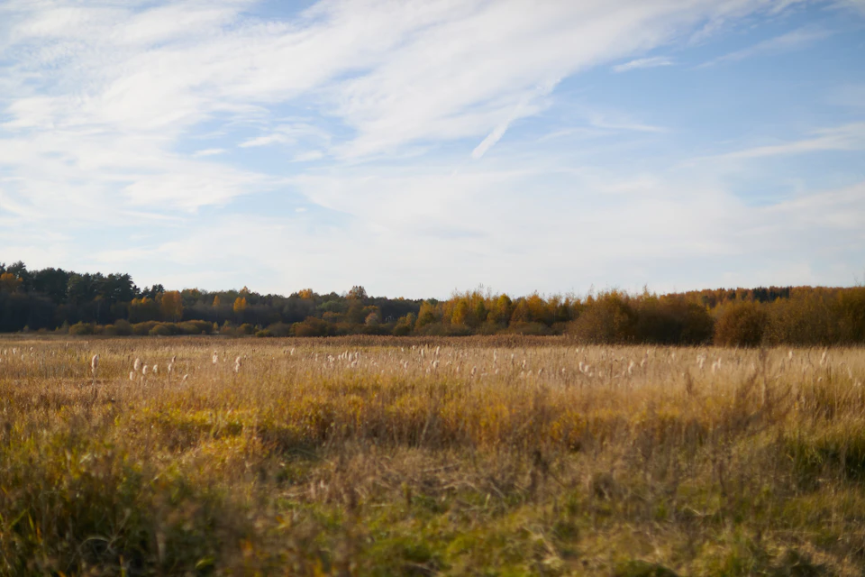 Serene autumn landscape features a field of tall, dry grass swaying in gentle breeze