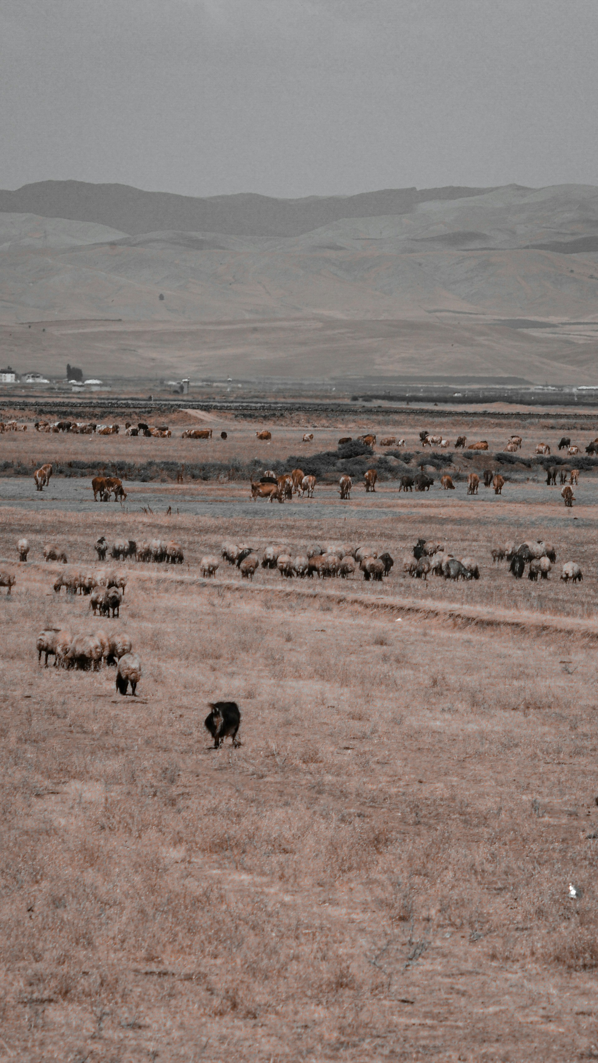 a herd of animals walking across a dry grass field