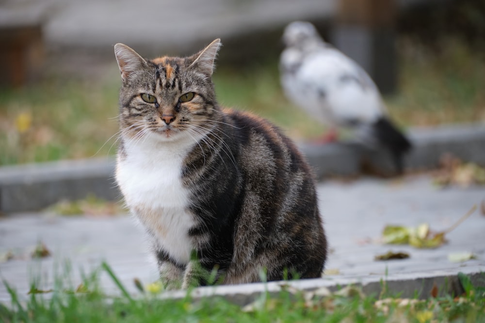 a cat standing on a sidewalk next to a bird