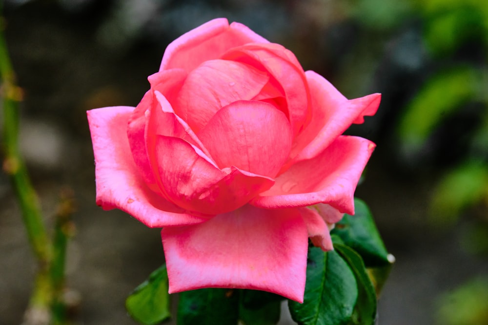 a pink rose is blooming in a garden