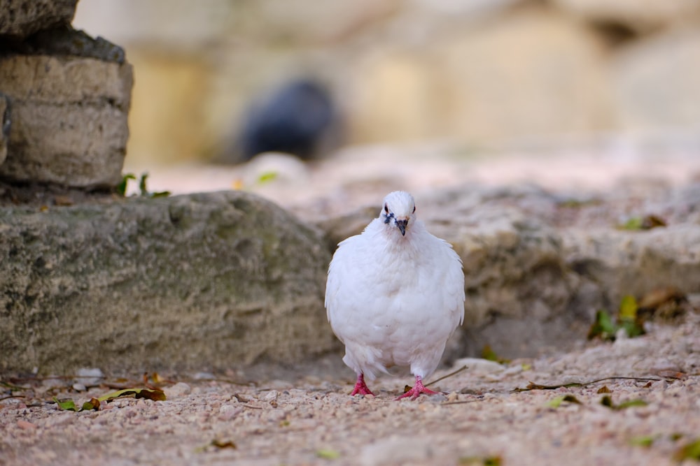 a white bird is standing on the ground