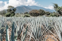 a field of pineapples with mountains in the background