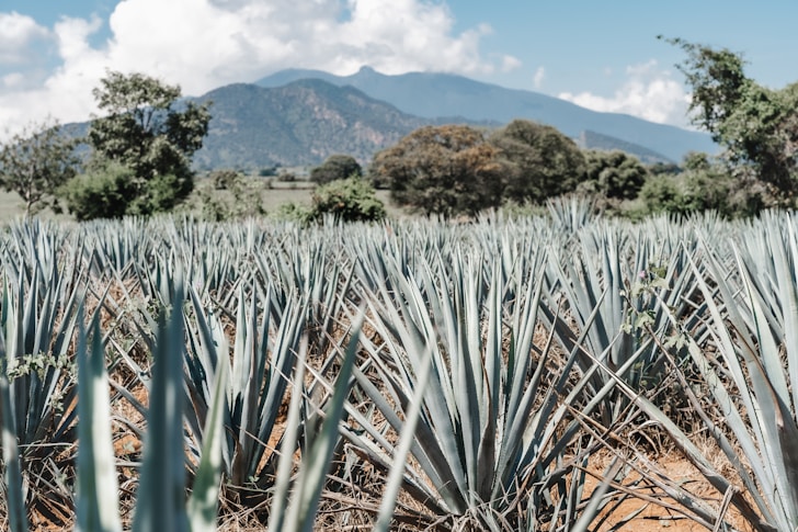 a field of pineapples with mountains in the background