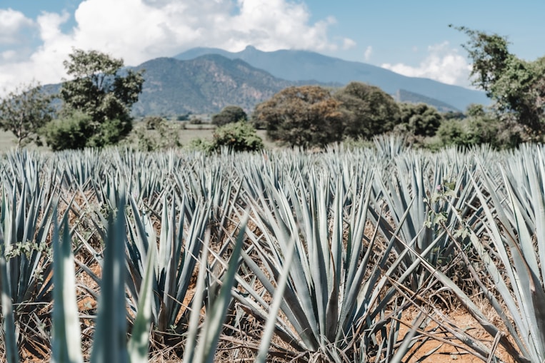 a field of pineapples with mountains in the background