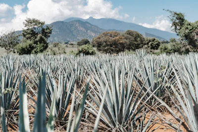 A field of blue agave with the mountains of Jalisco behind