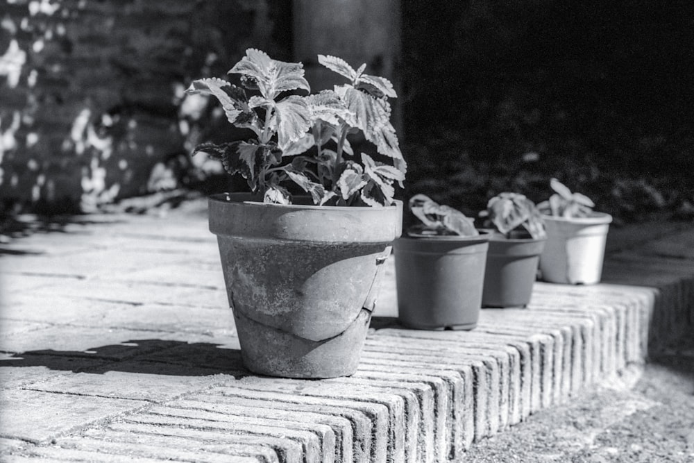 a row of potted plants sitting on top of a brick wall