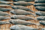 Multiple fish are laid out in neat rows on a bamboo mat for drying. The fish have a uniform grayish color, and their eyes are prominently visible.