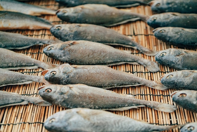 Multiple fish are laid out in neat rows on a bamboo mat for drying. The fish have a uniform grayish color, and their eyes are prominently visible.