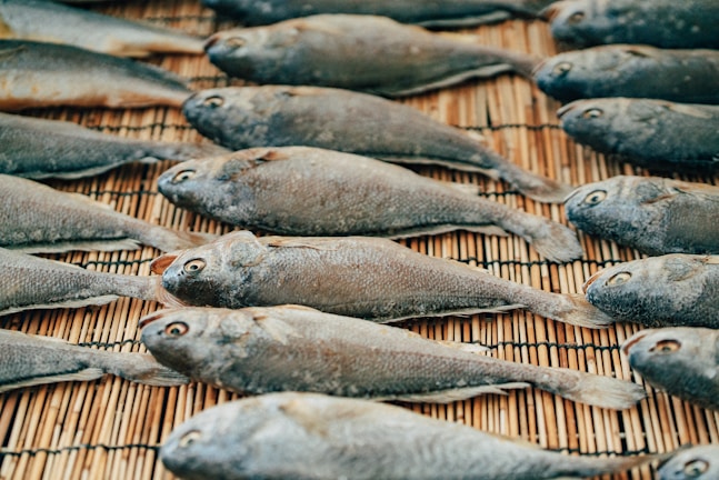 Multiple fish are laid out in neat rows on a bamboo mat for drying. The fish have a uniform grayish color, and their eyes are prominently visible.