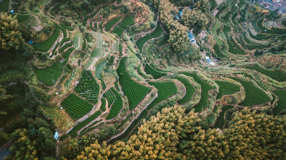 an aerial view of a lush green hillside