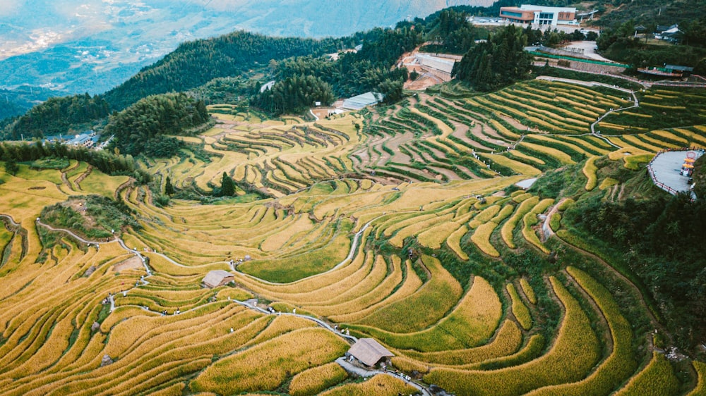 an aerial view of a rice field in china