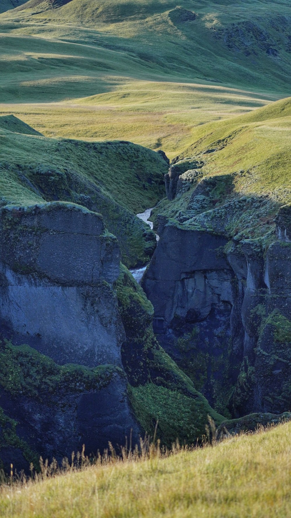 a sheep standing on top of a lush green hillside