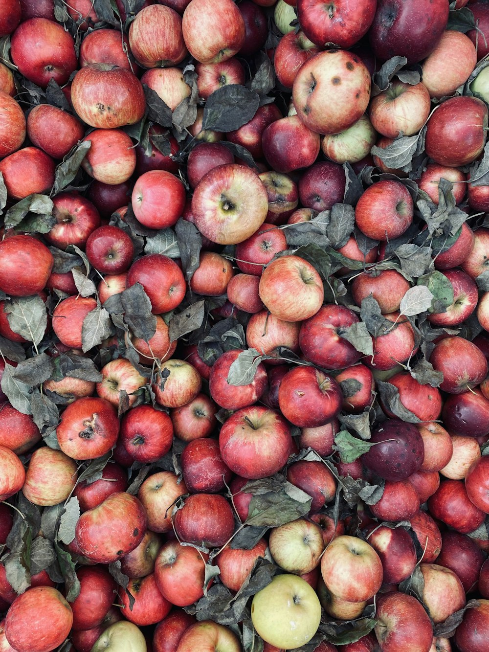 a pile of red apples with leaves on them