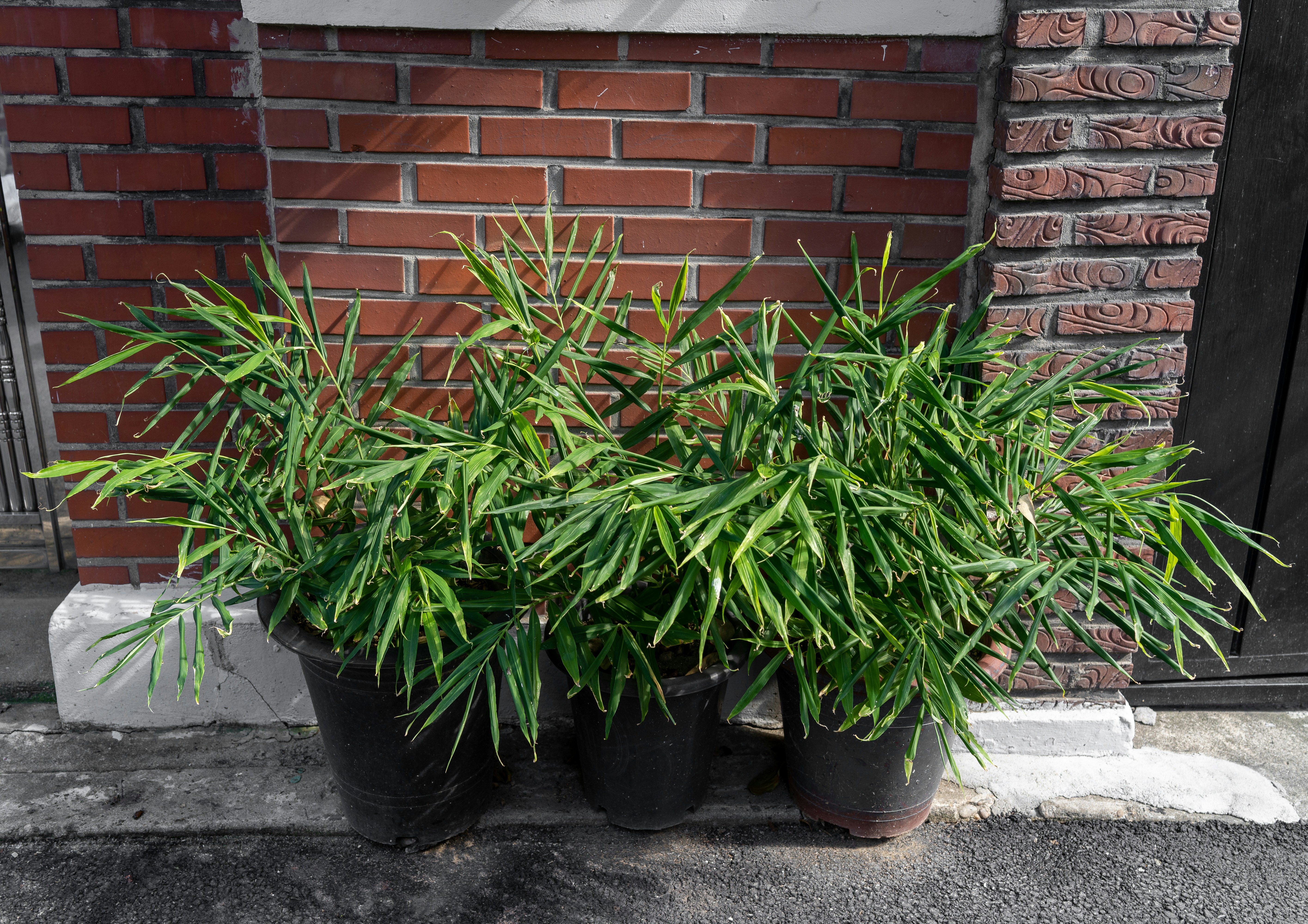 Un par de plantas que están sentadas en una maceta