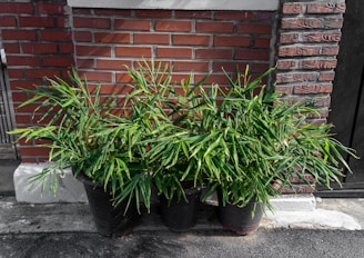 a couple of plants that are sitting in a pot
