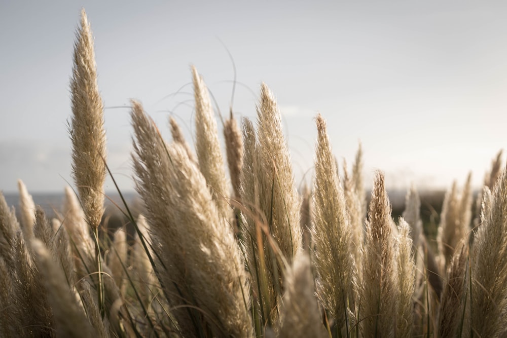 a field of tall grass with a sky in the background