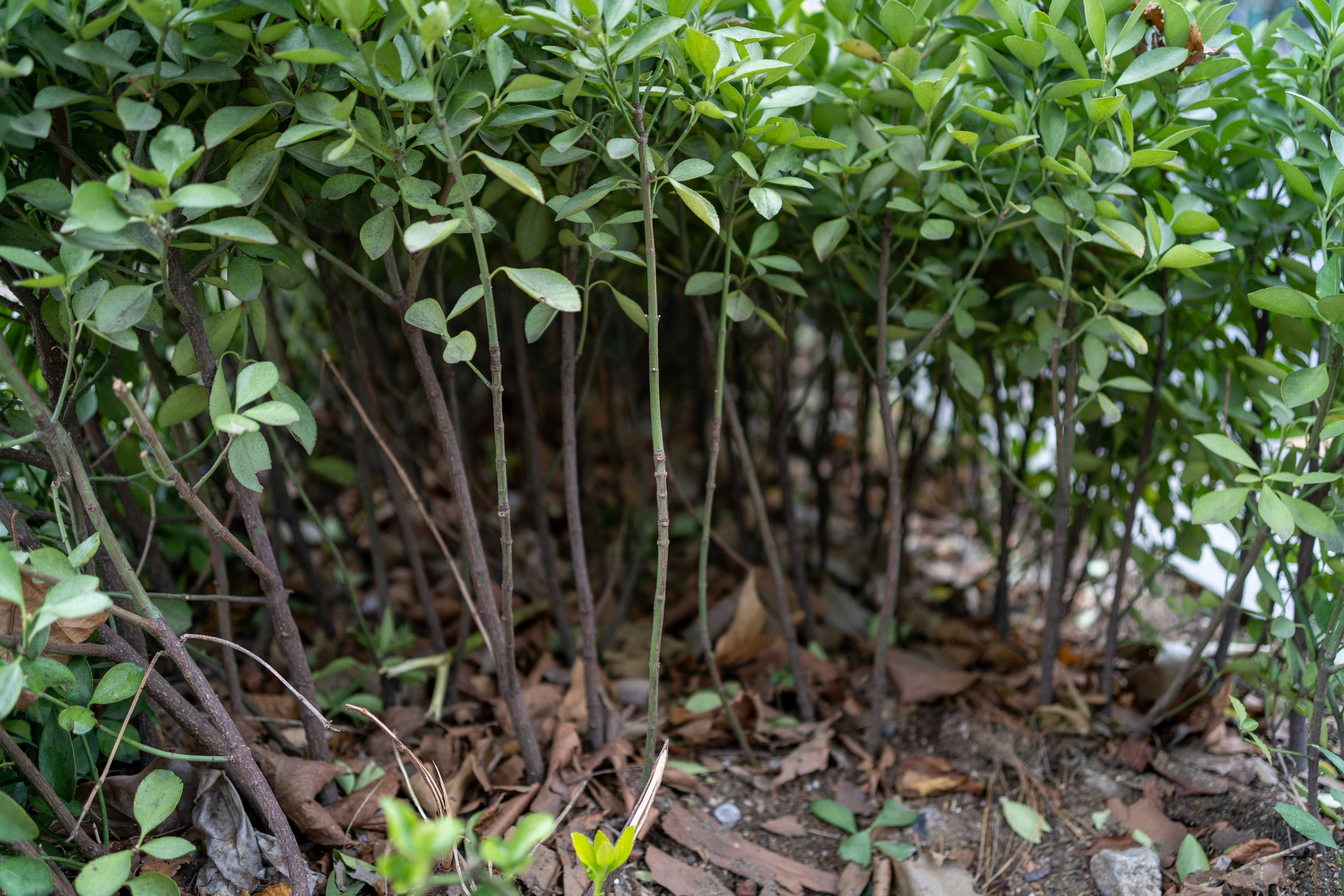 a bunch of plants that are in the dirt