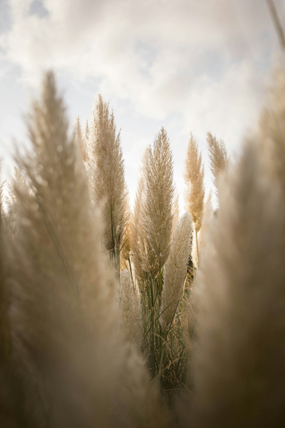 a bunch of tall grass blowing in the wind