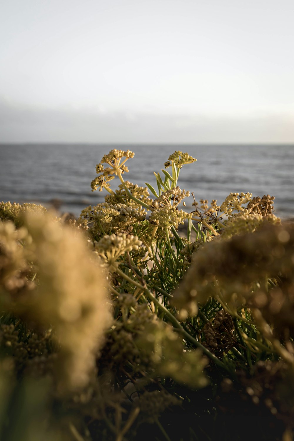 a close up of some plants near the water