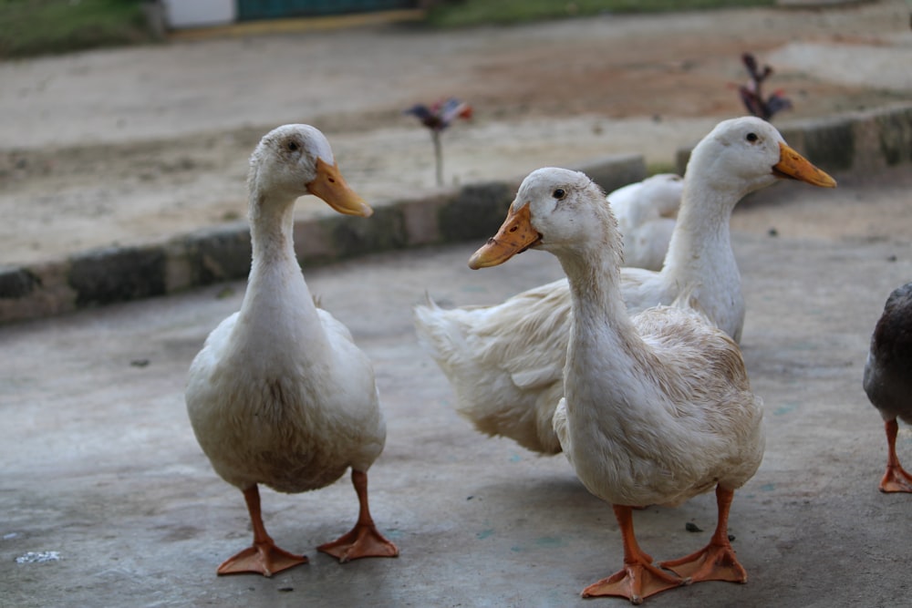 a group of ducks standing next to each other