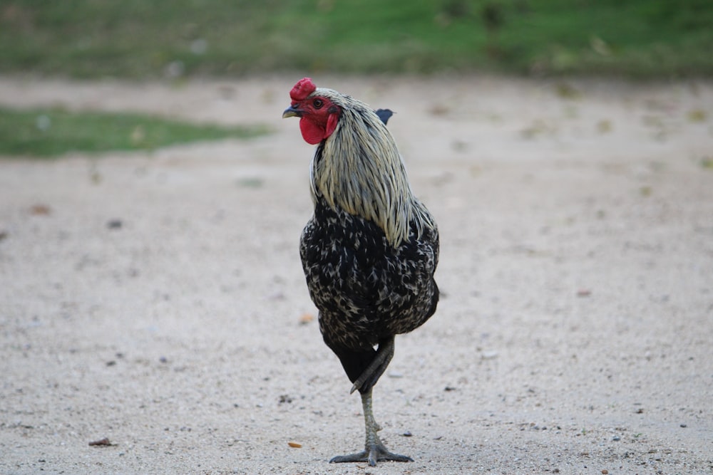 a close up of a rooster on a dirt road