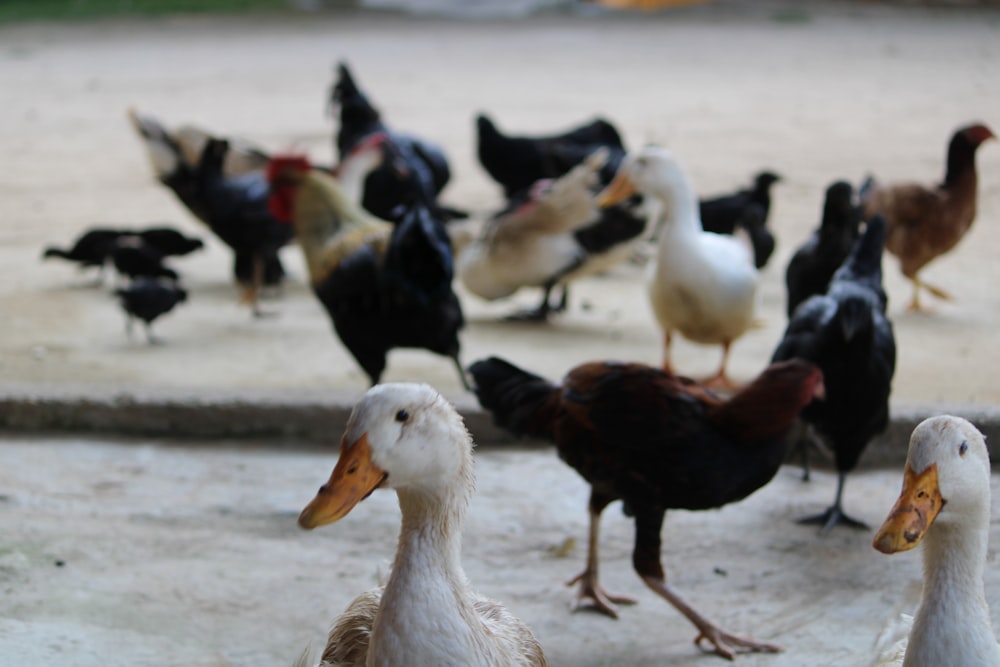 a flock of ducks standing on top of a cement ground