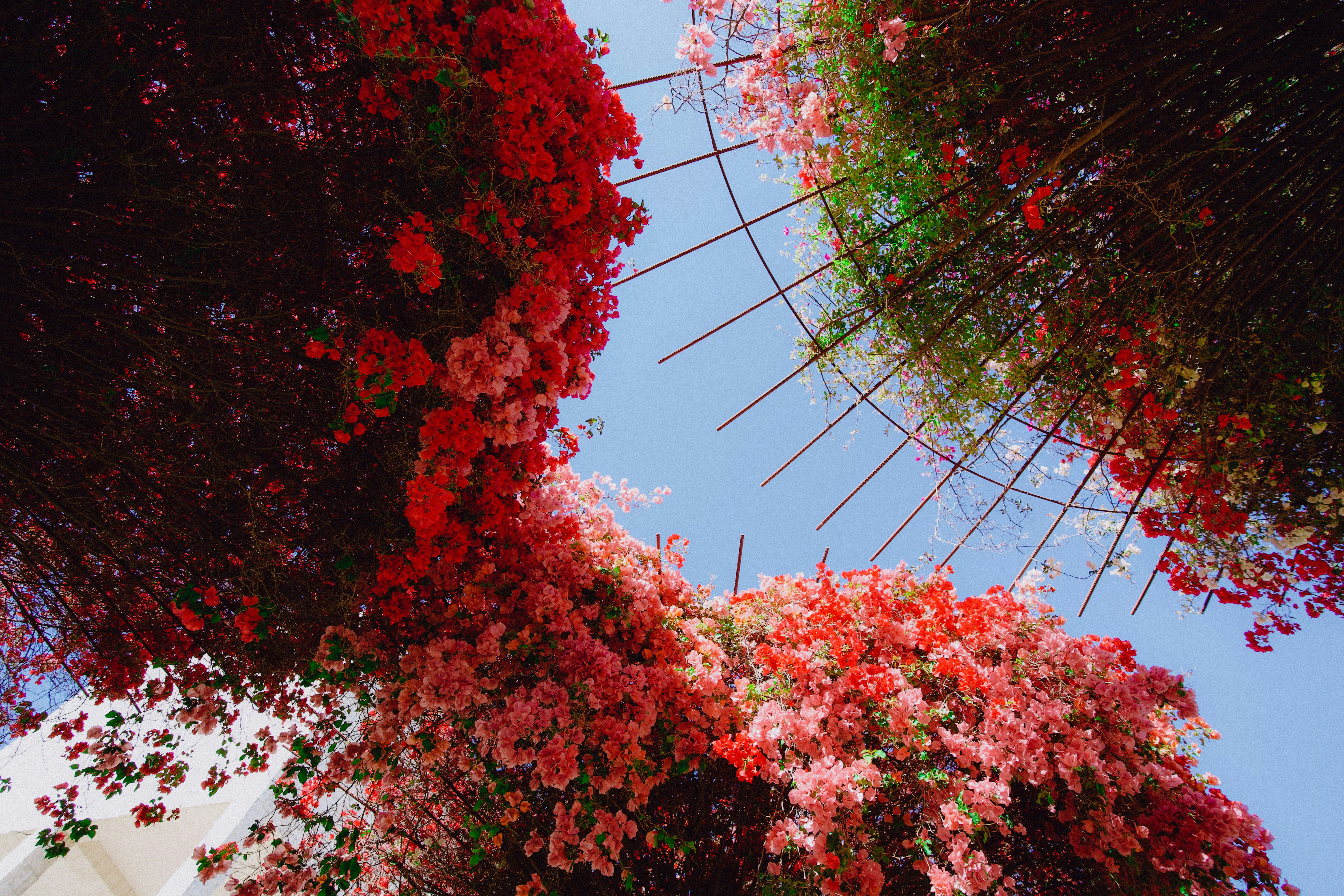 a bunch of flowers that are on the side of a building