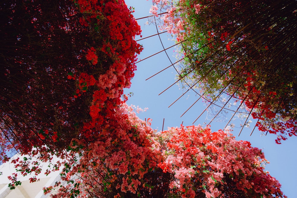 a bunch of flowers that are on the side of a building