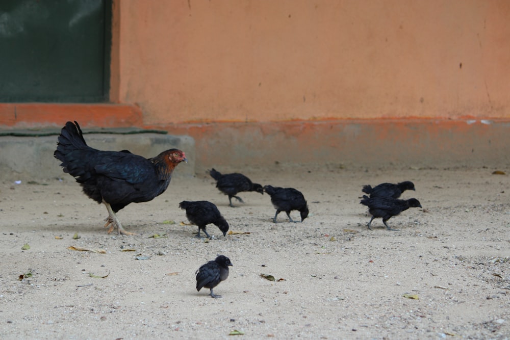 a flock of black chickens standing on top of a dirt field