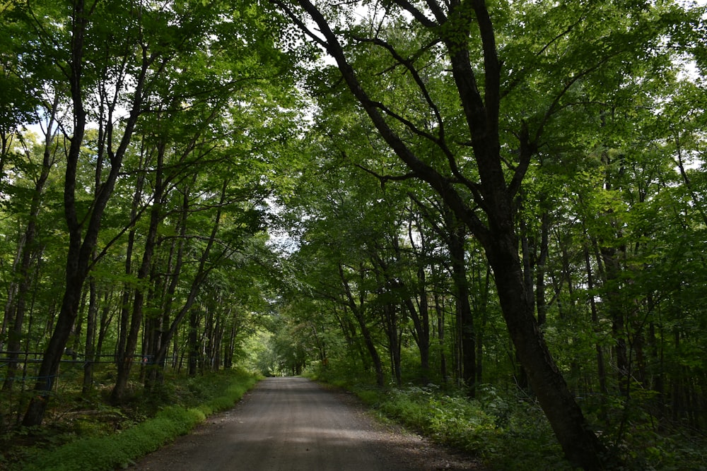 a dirt road surrounded by lots of trees