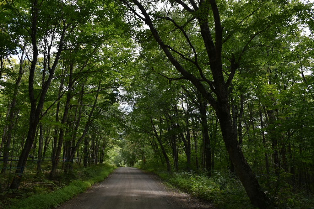 Eine unbefestigte Straße, umgeben von vielen Bäumen