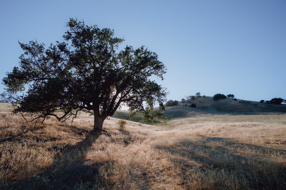 a lone tree in the middle of a field