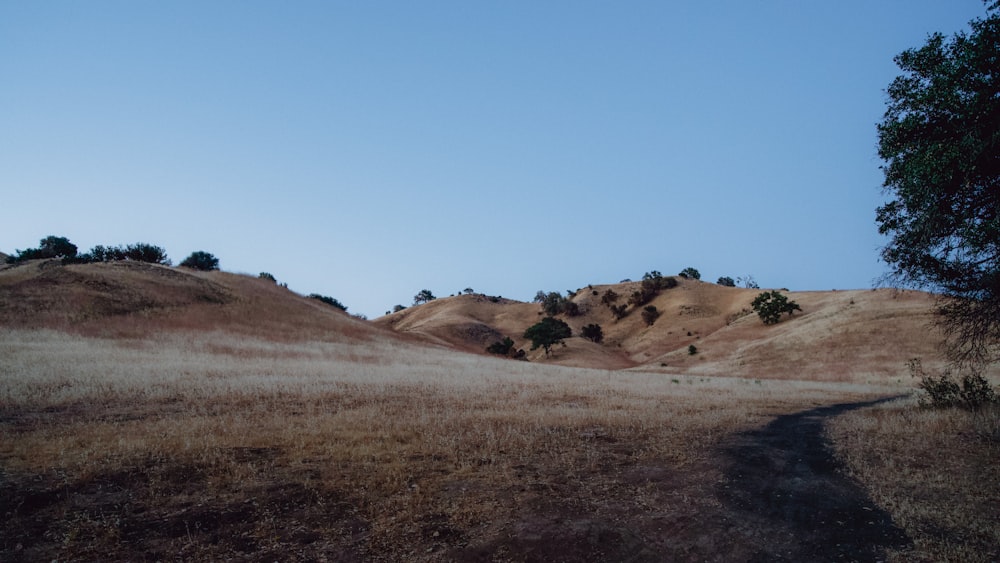 a grassy hill with trees on top of it