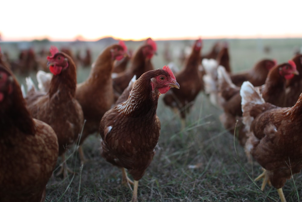 a group of chickens standing on top of a grass covered field