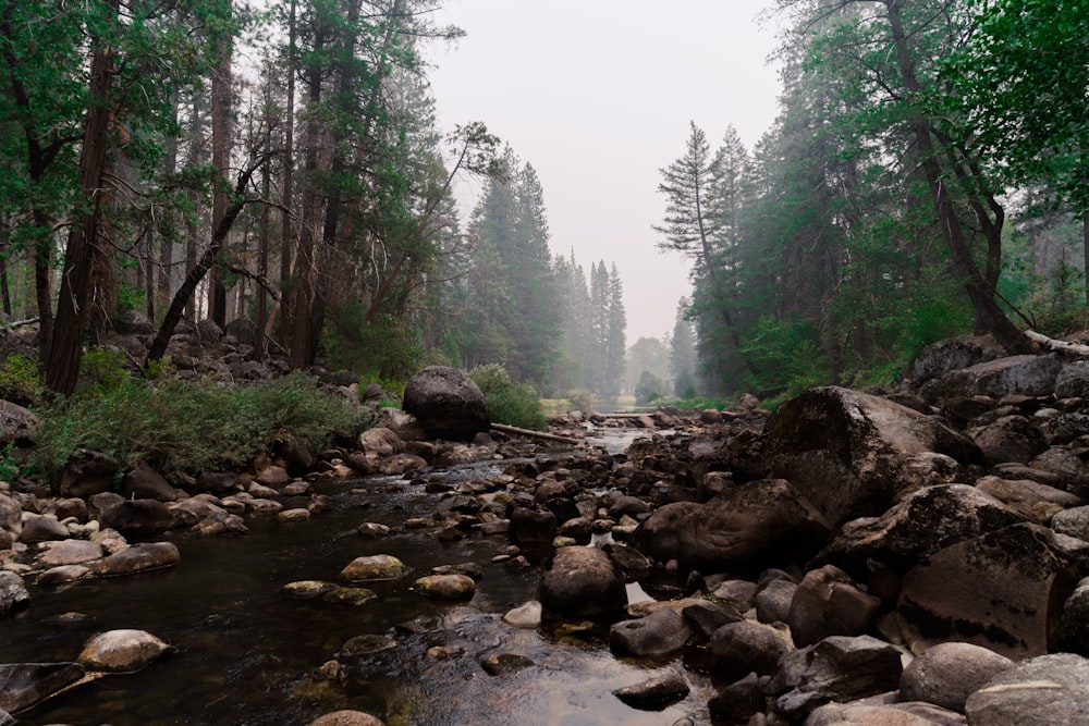 a stream running through a forest filled with lots of rocks