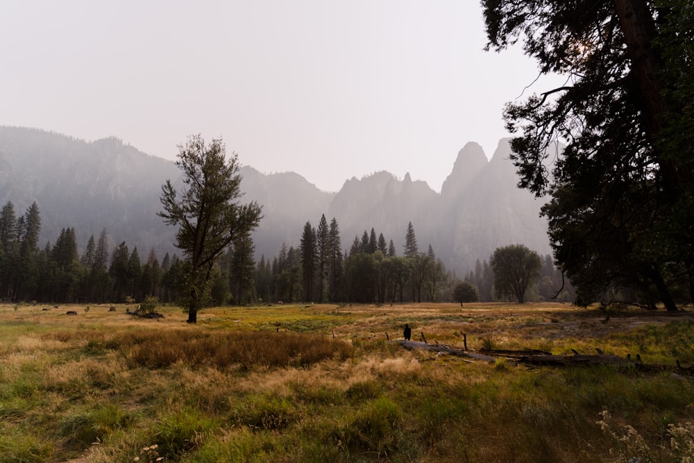 a grassy field with trees and mountains in the background